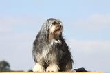 PETIT CHIEN LION 165